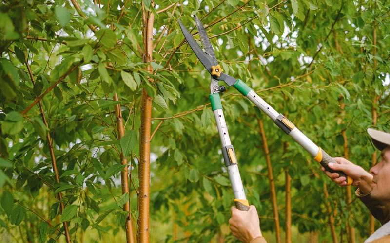 Tree trimming in Mutual, OK
