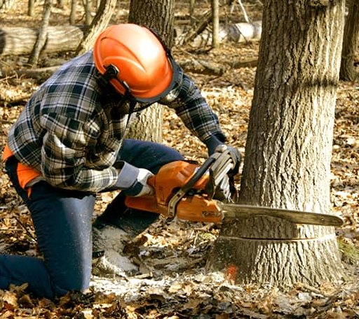 Tree Removal in Mutual, OK